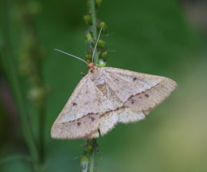 Isturgia arenacearia