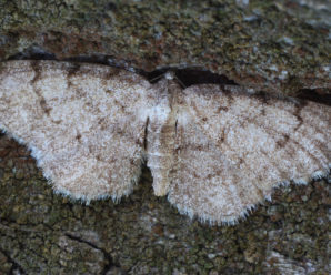 Aethalura punctulata