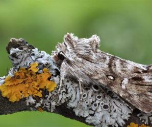 Calophasia lunula