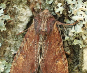 Apamea crenata