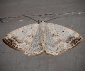 Lomographa temerata