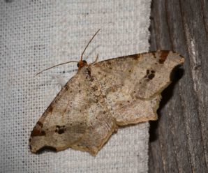 Macaria alternata