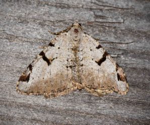 Macaria wauaria