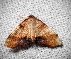 Plagodis dolabraria