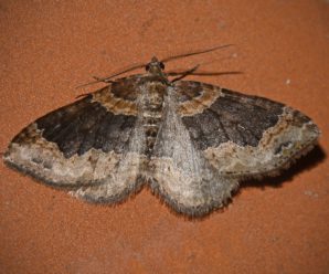 Xanthorhoe ferrugata