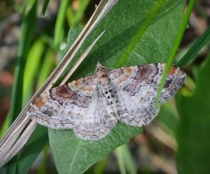 Xanthorhoe spadicearia