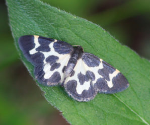 Lomaspilis opis