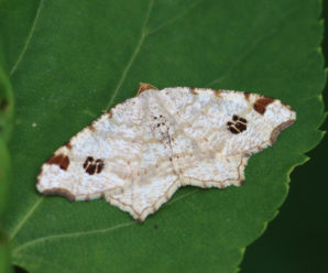 Macaria notata