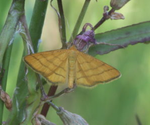 Idaea aureolaria