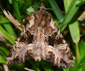Blepharita amica