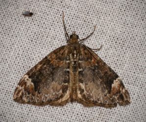 Dysstroma citrata