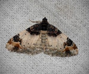 Catarhoe cuculata