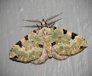 Colostygia pectinataria