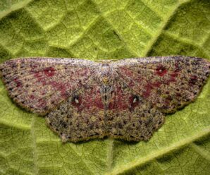 Cyclophora pendularia