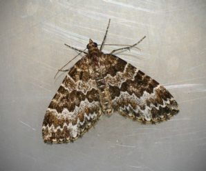 Electrophaes corylata