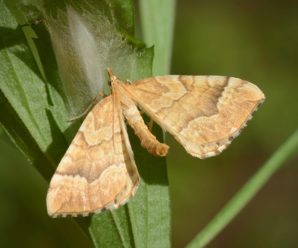 Eulithis mellinata