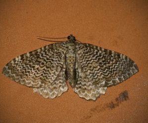 Hydria undulata