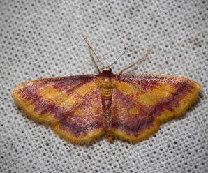 Idaea muricata