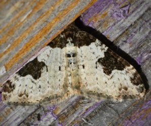 Xanthorhoe fluctuata