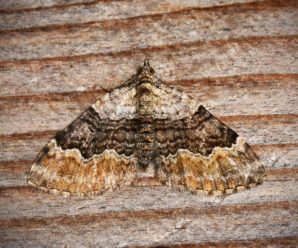 Xanthorhoe quadrifasiata