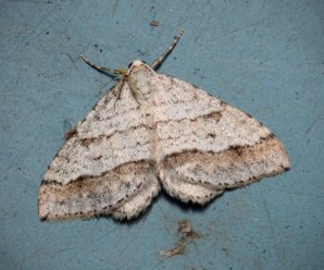 Mesotype parallelolineata