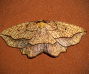 Epione repandaria