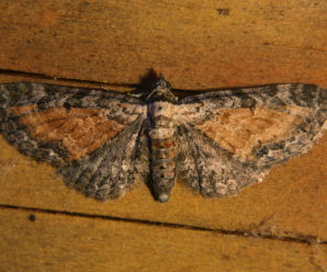 Eupithecia icterata