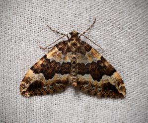 Lampropteryx suffumata