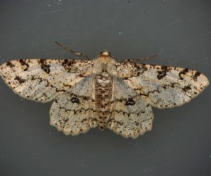 Ascotis selenaria