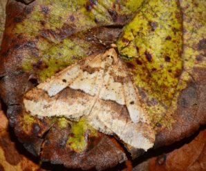 Erannis defoliaria