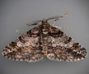Cleora cinctaria