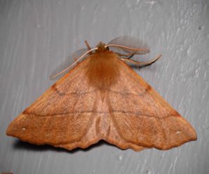 Colotois pennaria