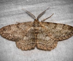 Hypomecis punctinalis