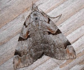 Aplocera praeformata