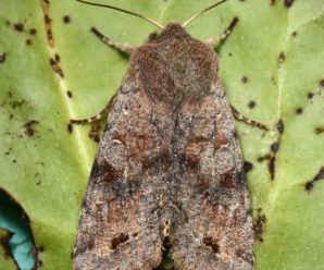 Orthosia incerta