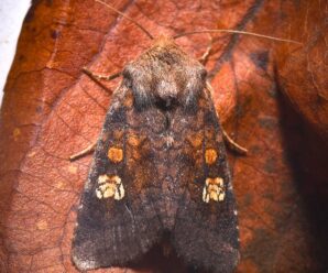 Amphipoea fucosa/ Amphipoea lucens/ Amphipoea oculea/ Amphipoea crinanensis