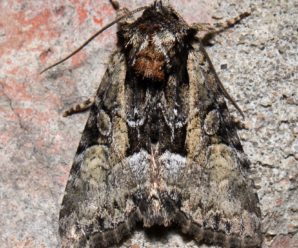 Pabulatrix pabulatricula