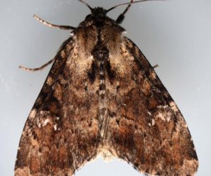 Apamea scolopacina