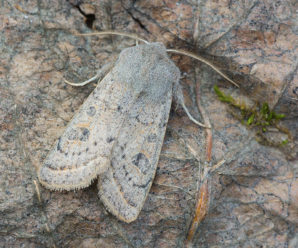 Orthosia gracilis