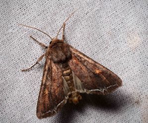 Lacanobia oleracea