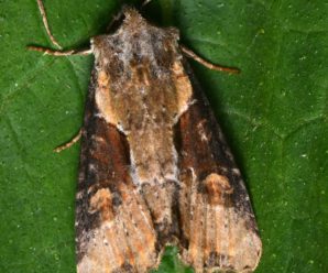 Lateroligia ophiogramma