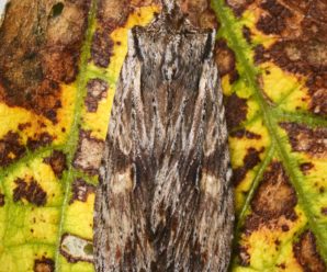 Lithophane socia