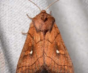 Mythimna conigera