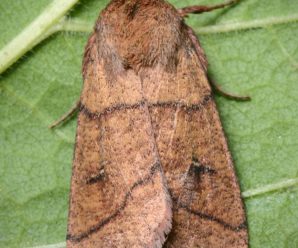 Mythimna turca