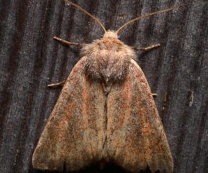 Photedes fluxa