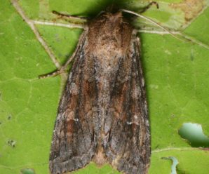 Polia bombycina