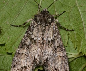 Polia nebulosa