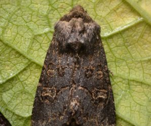 Tholera cespitis