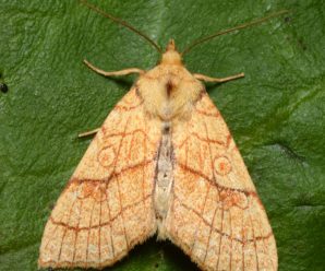 Tiliacea citrago