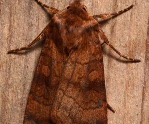 Xestia sexstrigata
